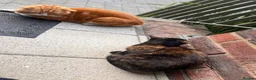 Mixed Breed cats for sale: Domestic shorthair female kittens - Advert 12