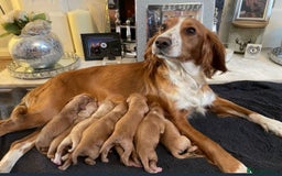 Cocker Spaniel dogs for sale: Cocker spaniel puppies  - Advert 1