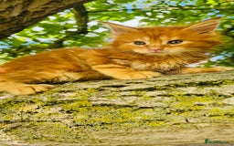 Maine Coon cats for sale: Stunning Pure Breed Maine Coon Kittens  - Image 1