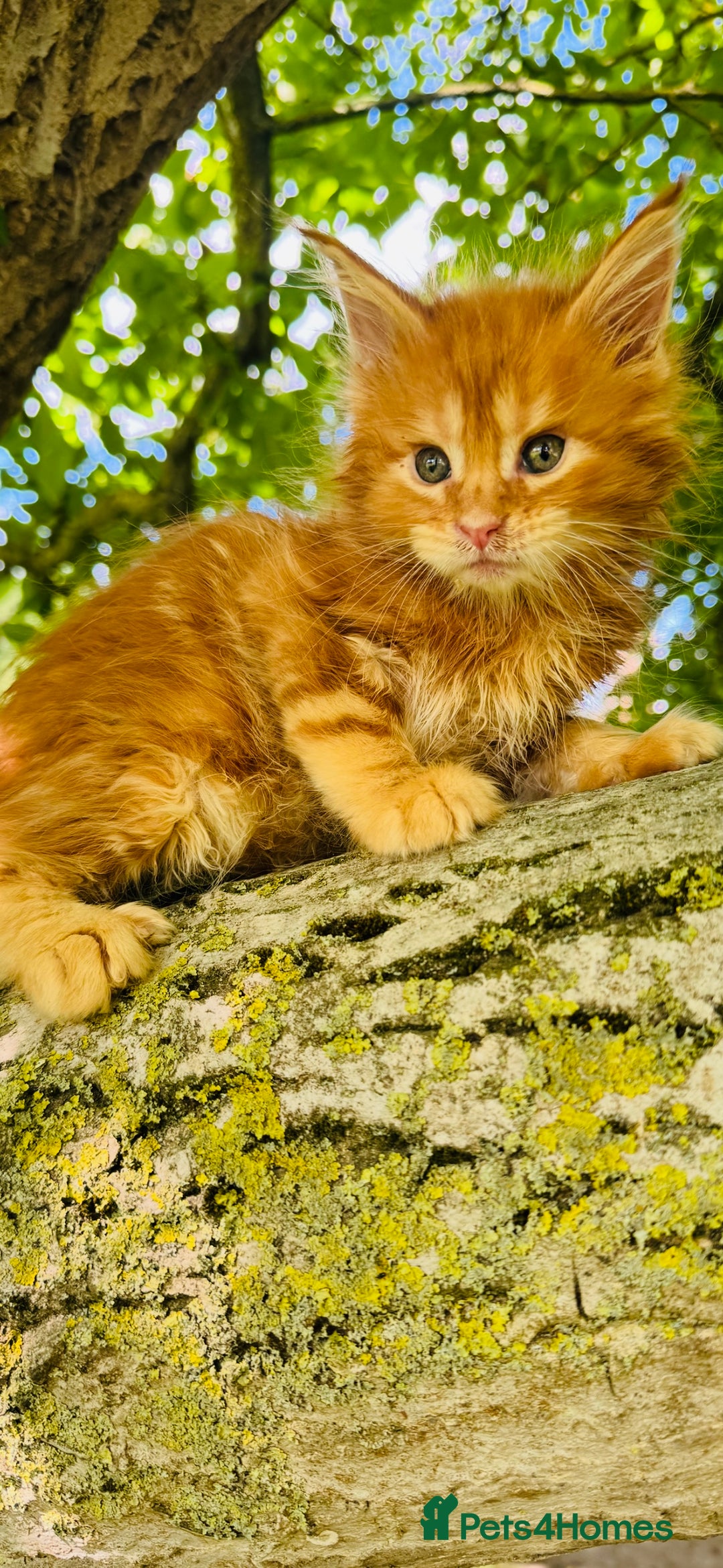 Maine Coon cats for sale: Stunning Pure Breed Maine Coon Kittens  - Image 1