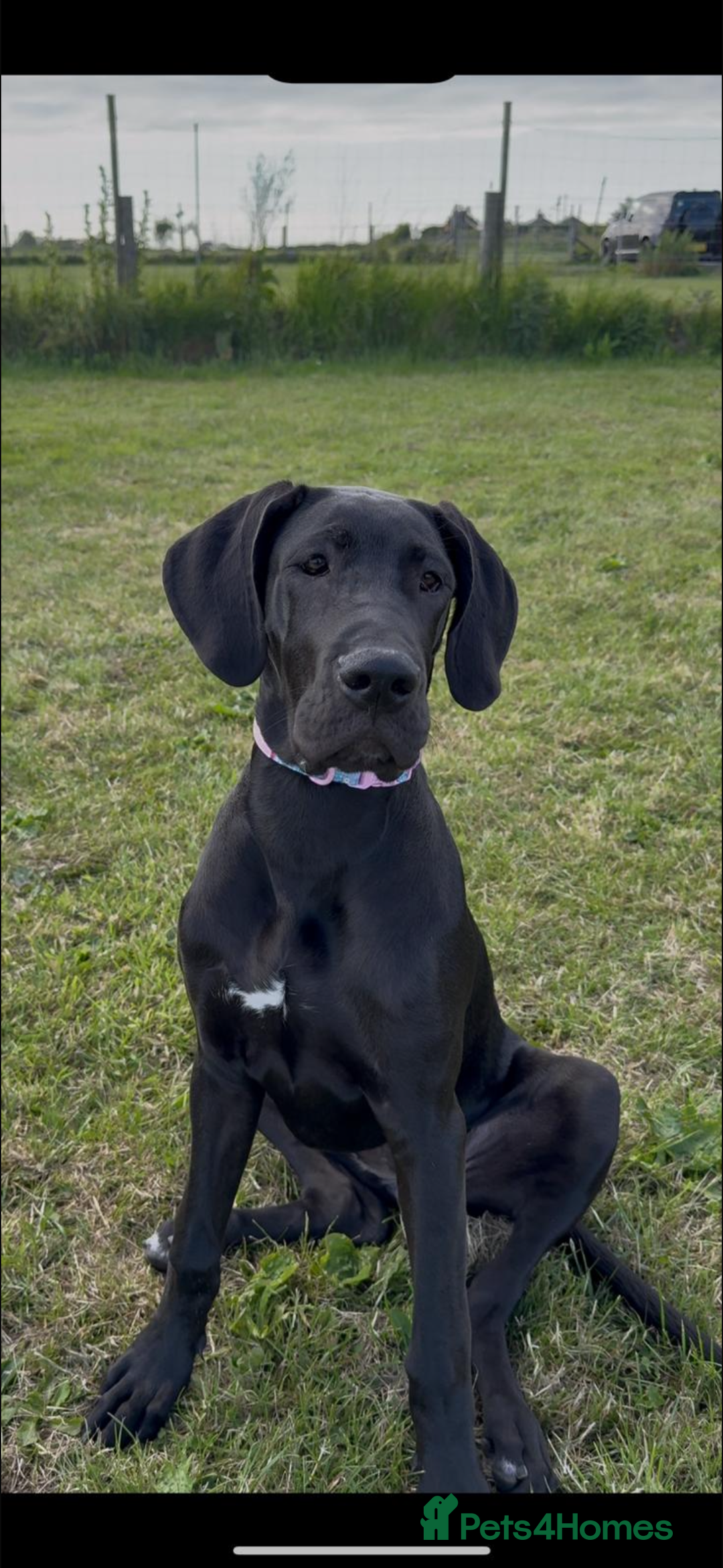 Great Dane dogs for stud: FULLY HEALTH TESTED CHAMPION LINE SOLID BLACK BOY - Advert 7