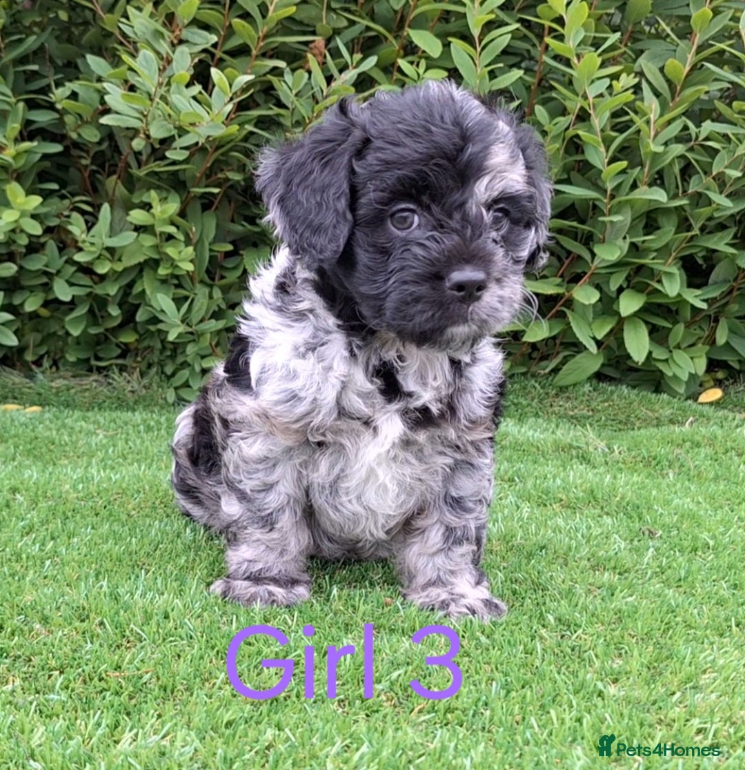 Miniature Poodle dogs for sale: Foodle French Bulldog X Poodle Ready Now - Image 4