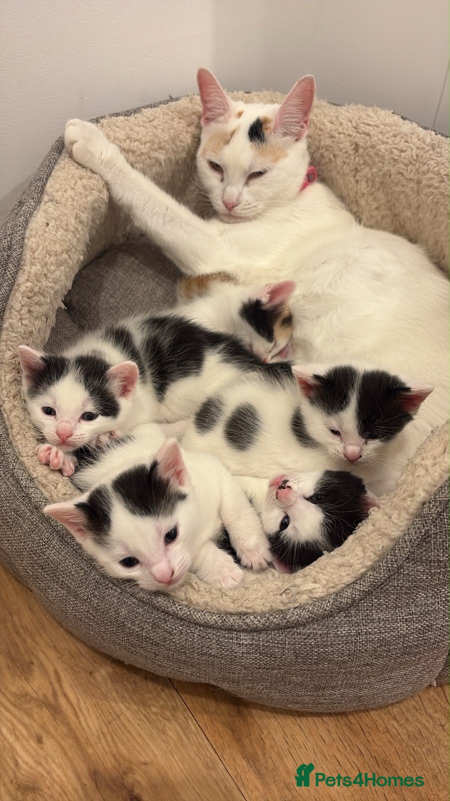 British Shorthair cats 4 BLACK AND WHITE BOYS READY NOW🖤🤍 - Advert 12