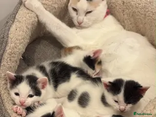 British Shorthair cats 4 BLACK AND WHITE BOYS READY NOW🖤🤍 - Advert 1