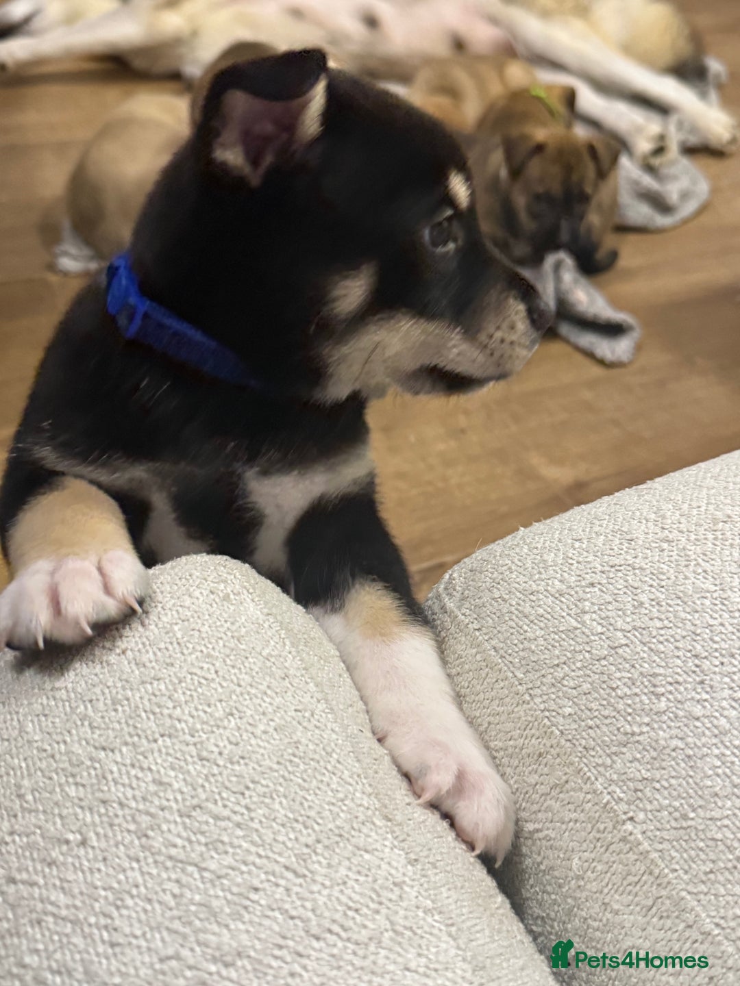 Mixed Breed dogs for sale: Malamute x puppies - Advert 6