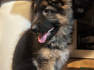 German Shepherd dogs Top Quality GSD puppies available - Advert 2
