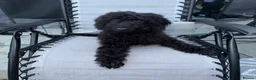 Labradoodle dogs for sale: Labradoodle berty  - Advert 3