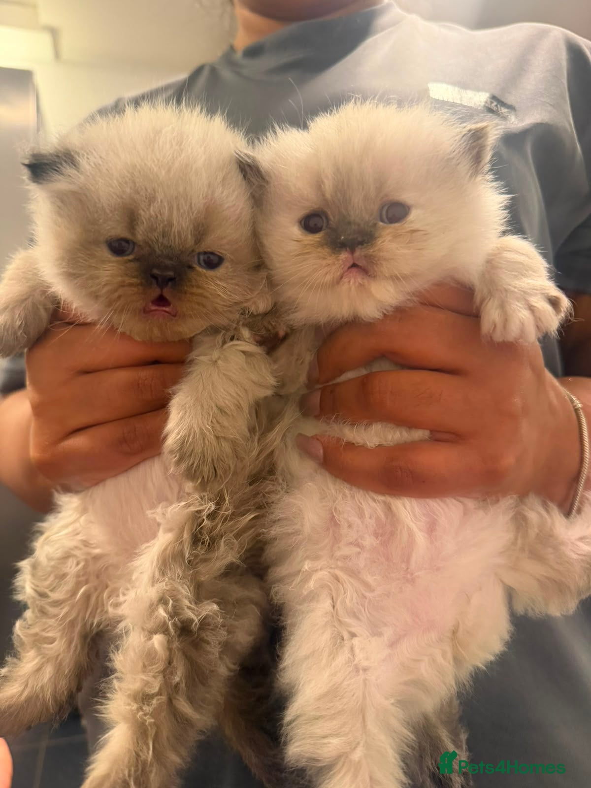 Persian cats Blue point, doll face, persian kittens - Advert 1