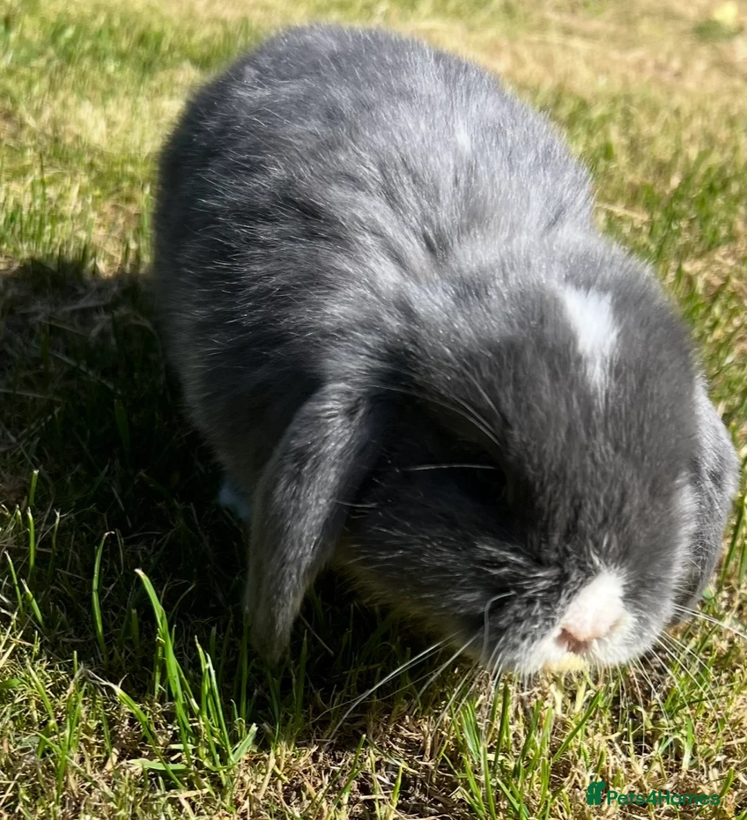 Mini Lop rabbits for sale: Beautiful Mini Lops - Advert 2