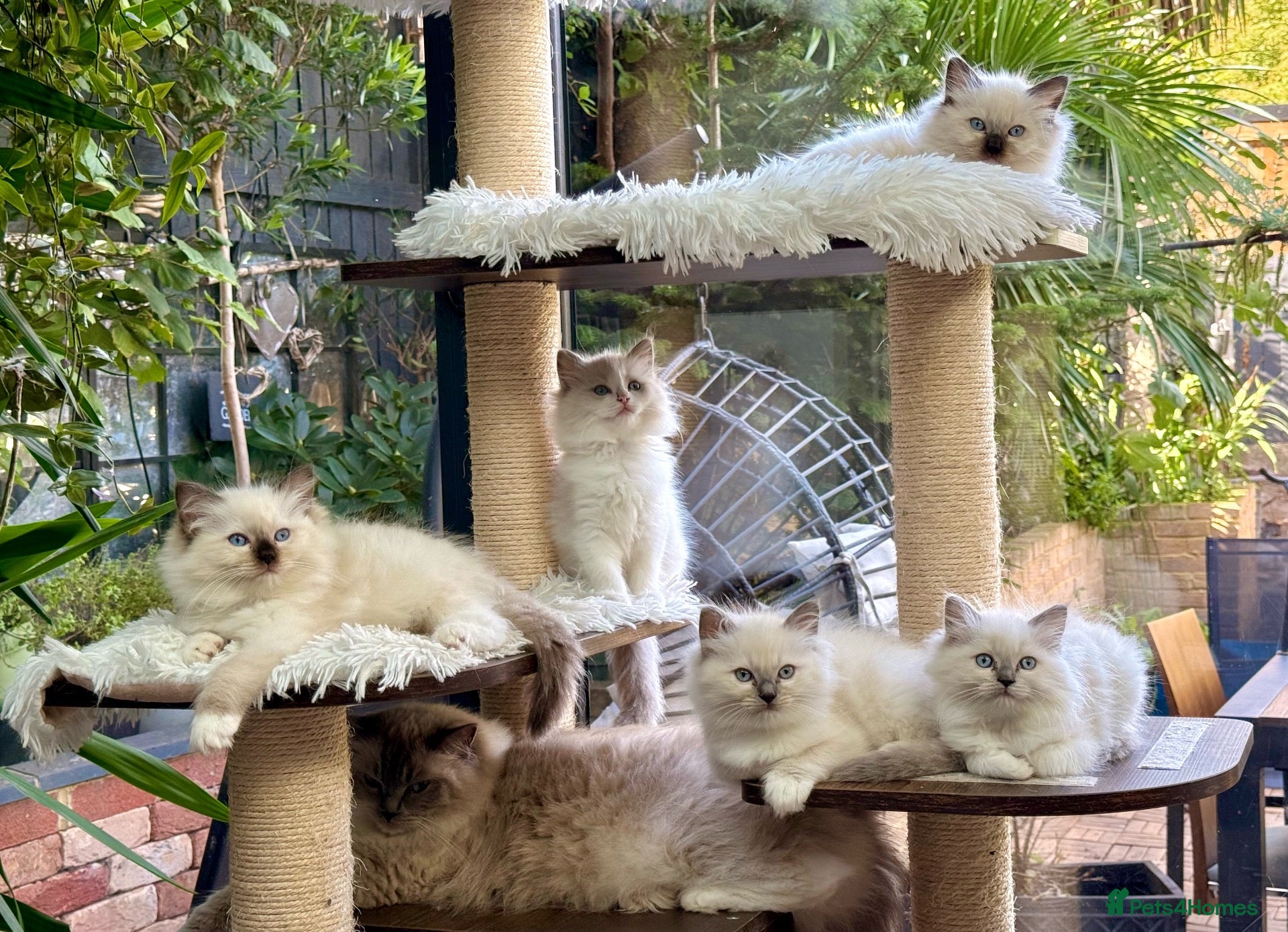 Ragdoll cats 🏆Sired by Imperial Grand Champion TICA REGISTERED - Advert 2