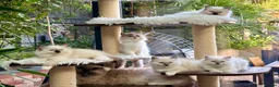 Ragdoll cats for sale: 🏆Imperial Grand Champion Sons! - Advert 17