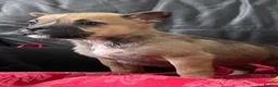 Mixed Breed dogs for sale: German shepherd x Staff litter - super friendly - Advert 21