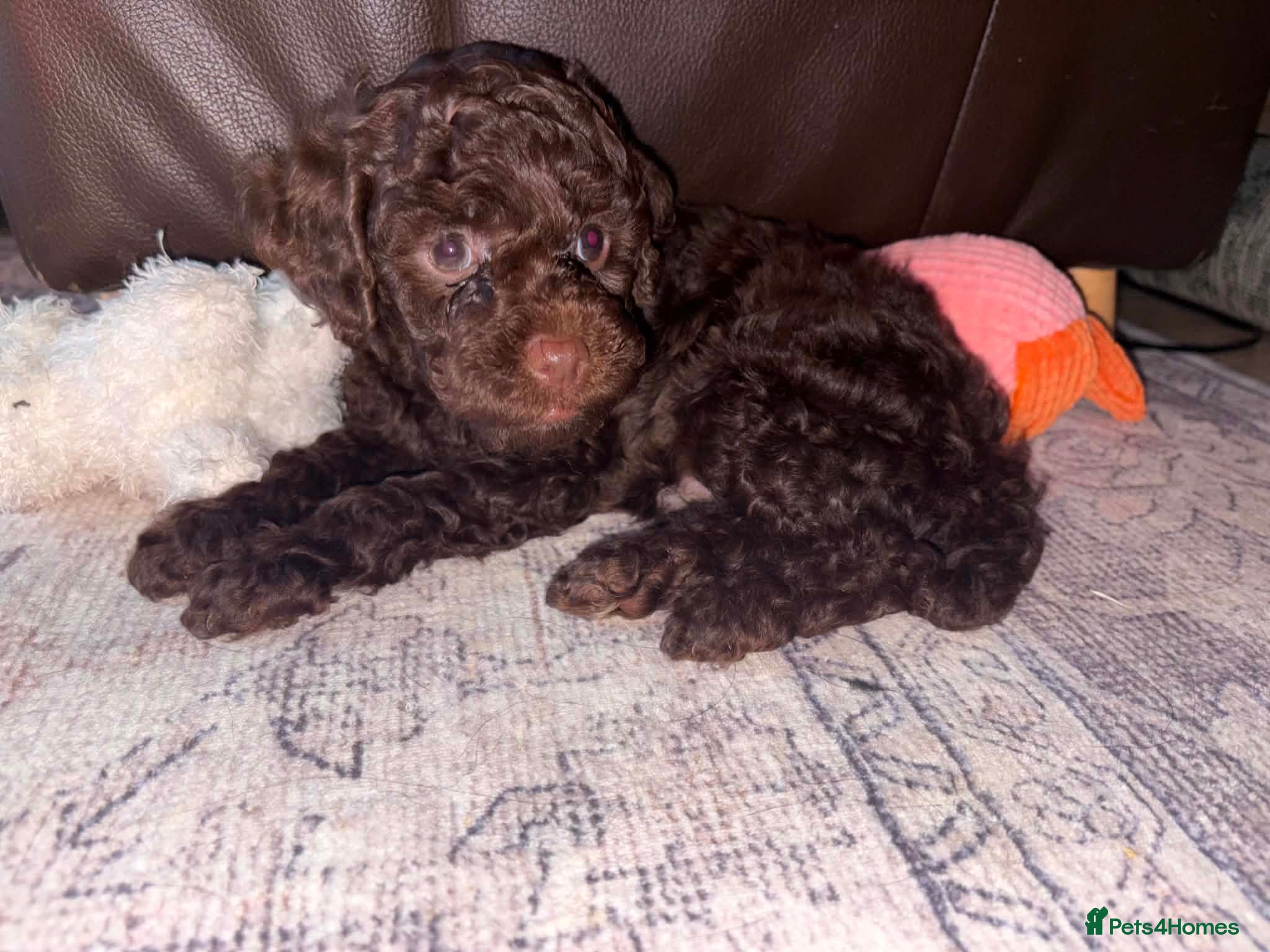 Sproodle dogs Sproodle puppies 2x brown males. Ready 28/07/26. - Advert 2