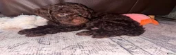 Sproodle dogs for sale: Sproodle puppies 2x brown males - Advert 2