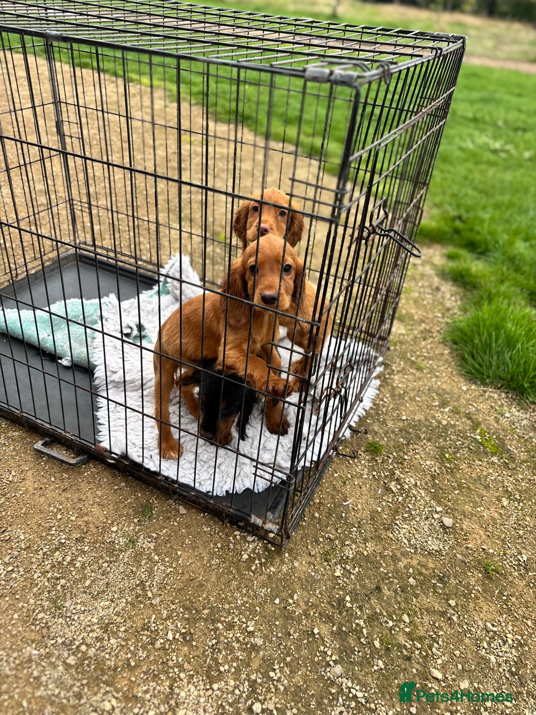 Cocker Spaniel dogs for sale: Working cocker spaniel - champion bloodlines  - Image 21