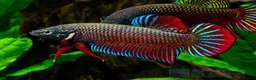 Bettas fish for sale: Betta Fish Sale!! - Advert 12