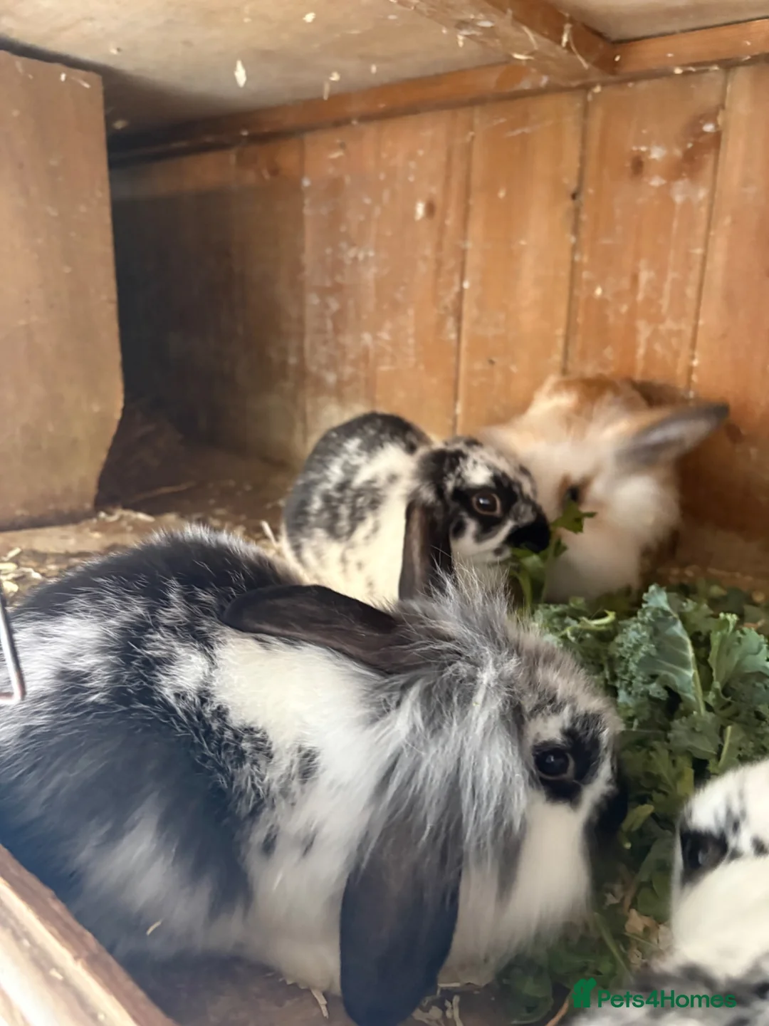 Mini Lop rabbits for sale: Baby mini lop rabbits - Advert 9