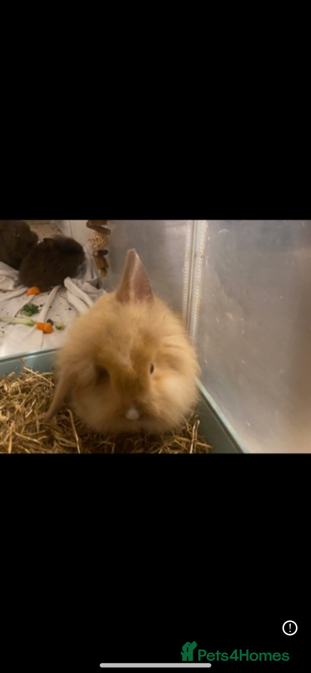 Lionhead rabbits for sale: ⭐️Beautiful lionhead bunnies⭐️ - Advert 7