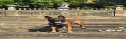 Belgian Shepherd Dog dogs for sale: Malinois KNPV Line Puppies — Police Sire - Advert 4