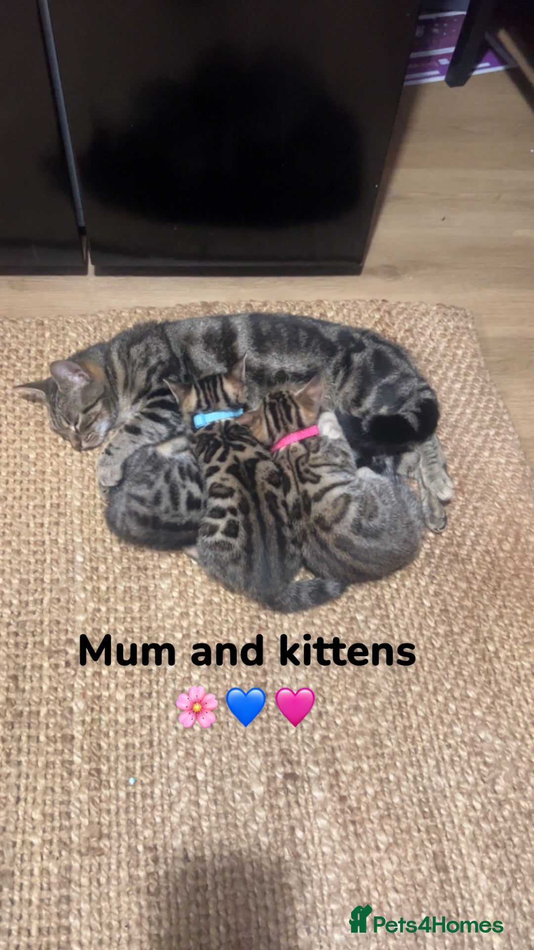 Bengal cats for sale: Beautiful Bengal kittens  - Advert 1