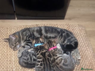 Bengal cats Beautiful Bengal kittens - Advert 1