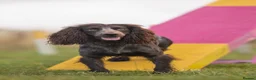 Cocker Spaniel dogs for sale: Black male from Fully Health Tested Parents - Advert 5