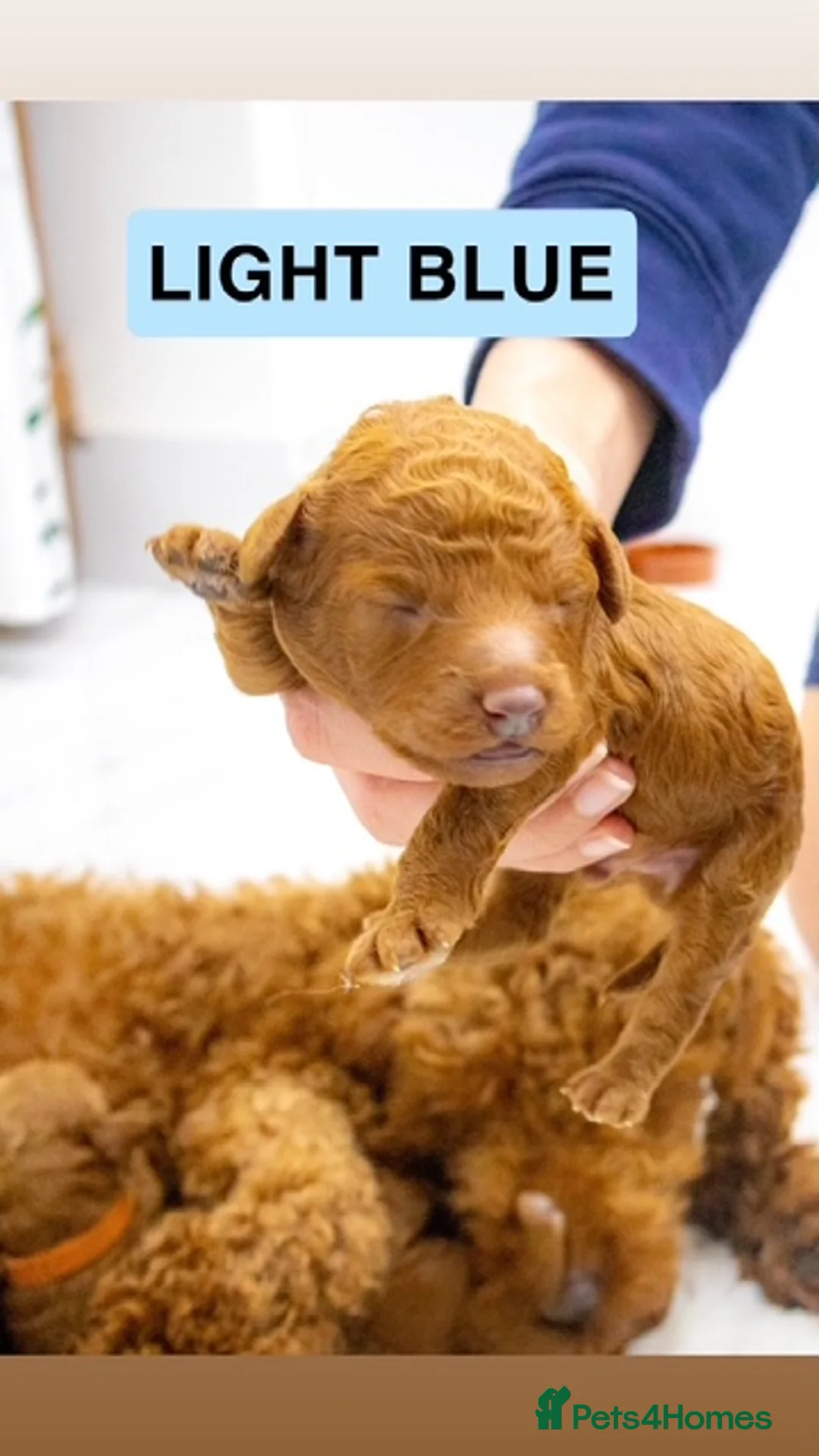 Toy Poodle dogs for sale: Beautiful pure red toy poodle puppies for sale - Advert 7