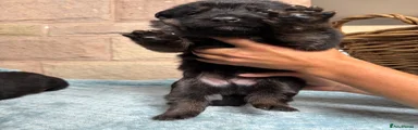 German Shepherd 5