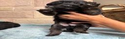 German Shepherd dogs for sale: Purebred big boned pedigree puppies - Advert 9
