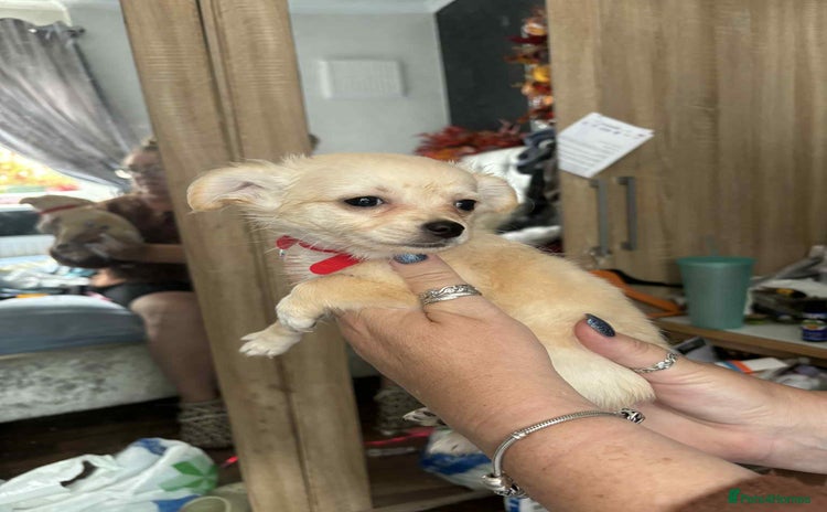 Pomchi dogs - Advert 1