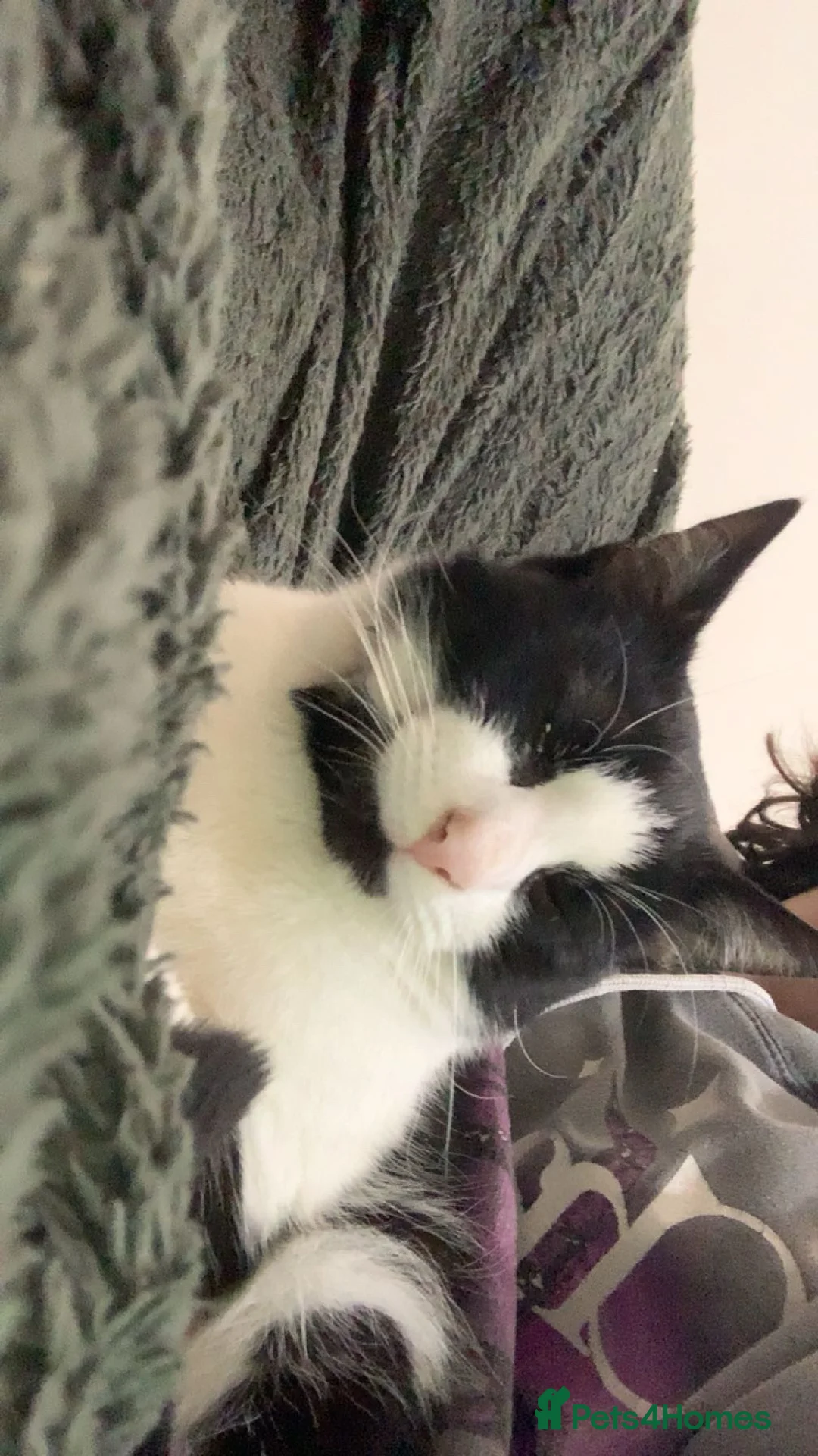 Mixed Breed cats for sale: Oreo🐱 in Burton-on-Trent - Advert 2