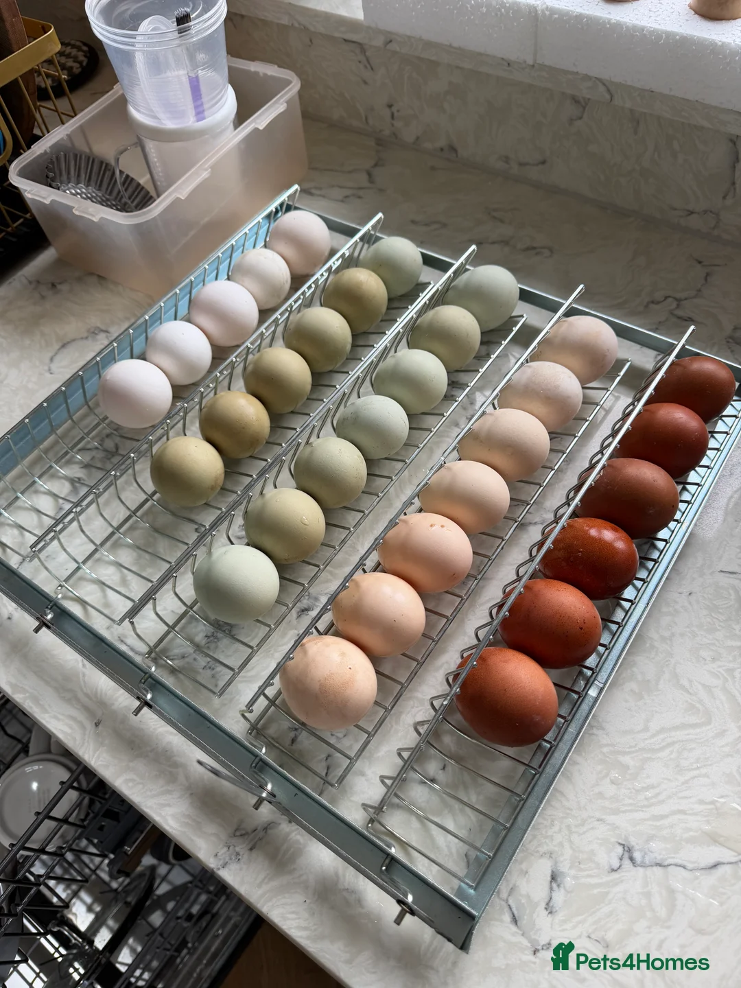 Mixed Breed livestock for sale: Hybrid Green, Dark Brown chicks & hatching eggs   - Advert 1