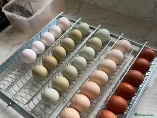 Mixed Breed livestock Hybrid Green, Dark Brown chicks & hatching eggs - Advert 3