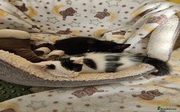 Domestic Shorthair cats for sale: 2 girl kittens - Image 2