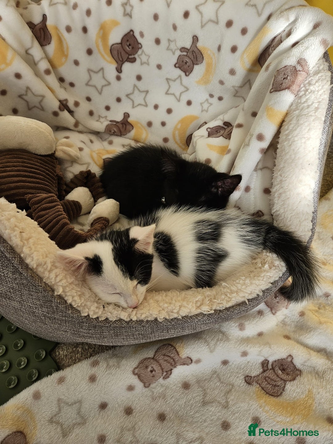 Domestic Shorthair cats for sale: 2 girl kittens - Image 2