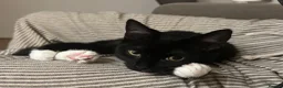 Mixed Breed cats for sale: Pookie  in Bridgend - Advert 3