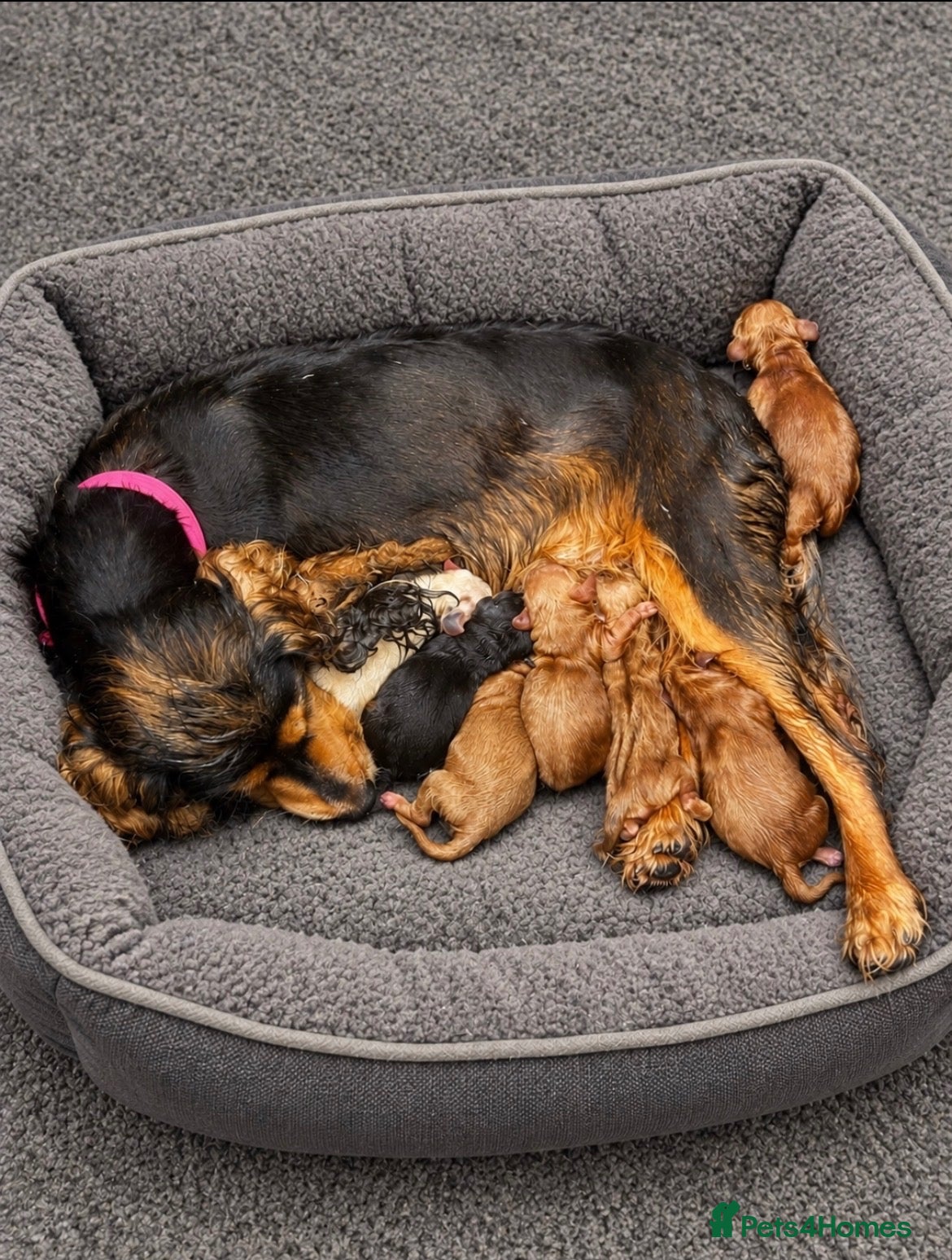 Cockapoo dogs for sale: Cockerpoo  - Advert 1