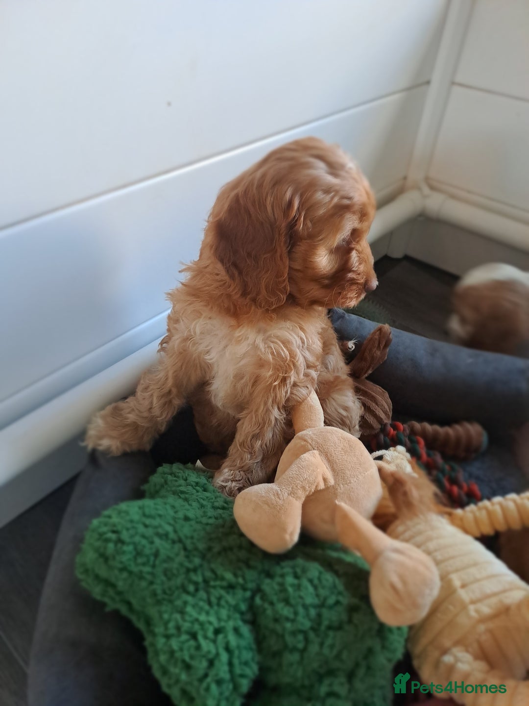 Cockapoo dogs for sale: Cockapoo puppies - Image 6