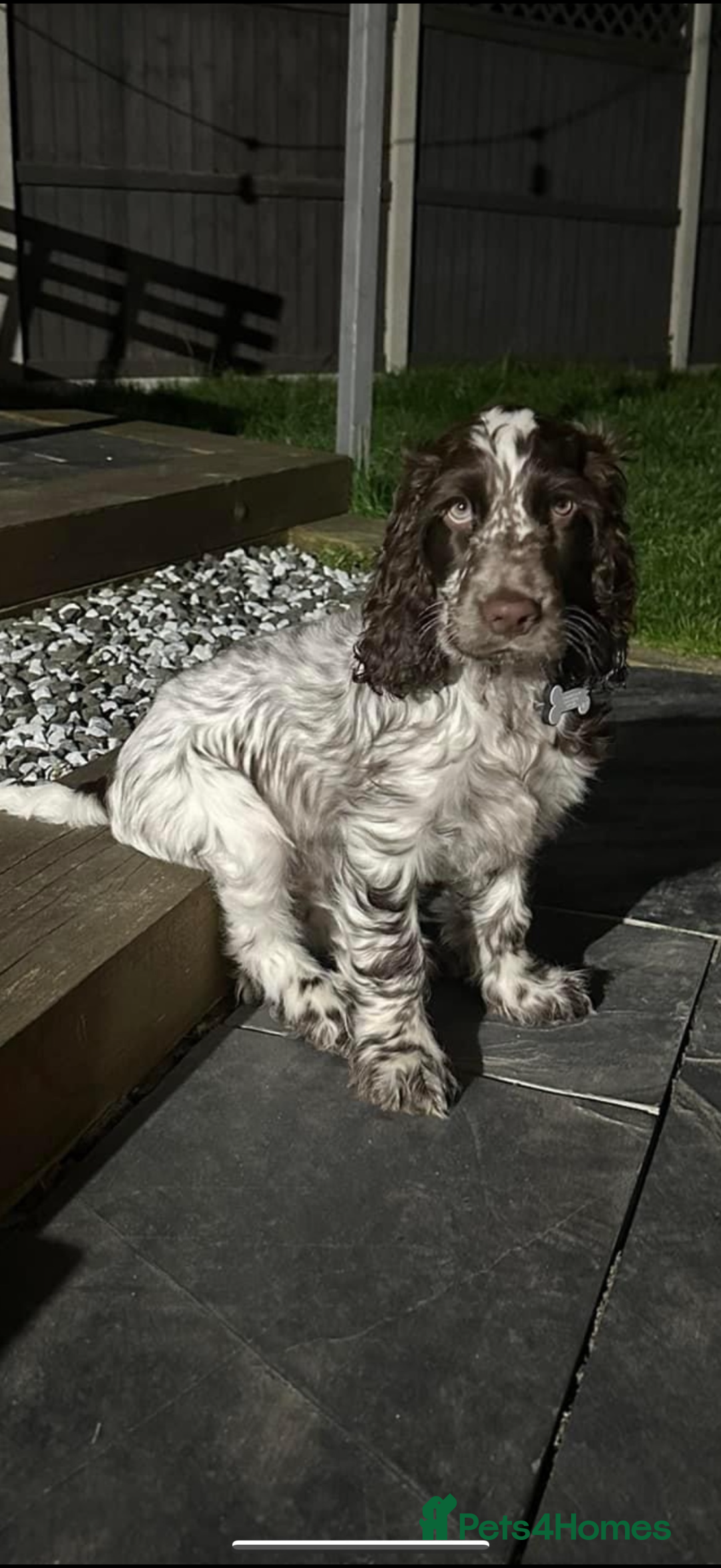 Cocker Spaniel dogs for sale: Gorgeous Show Type Cocker Spaniel Puppies  - Advert 12