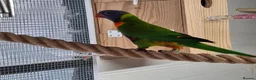 Lorikeets birds for sale: Rainbow Lorikeets for sale in Mansfield - Advert 5