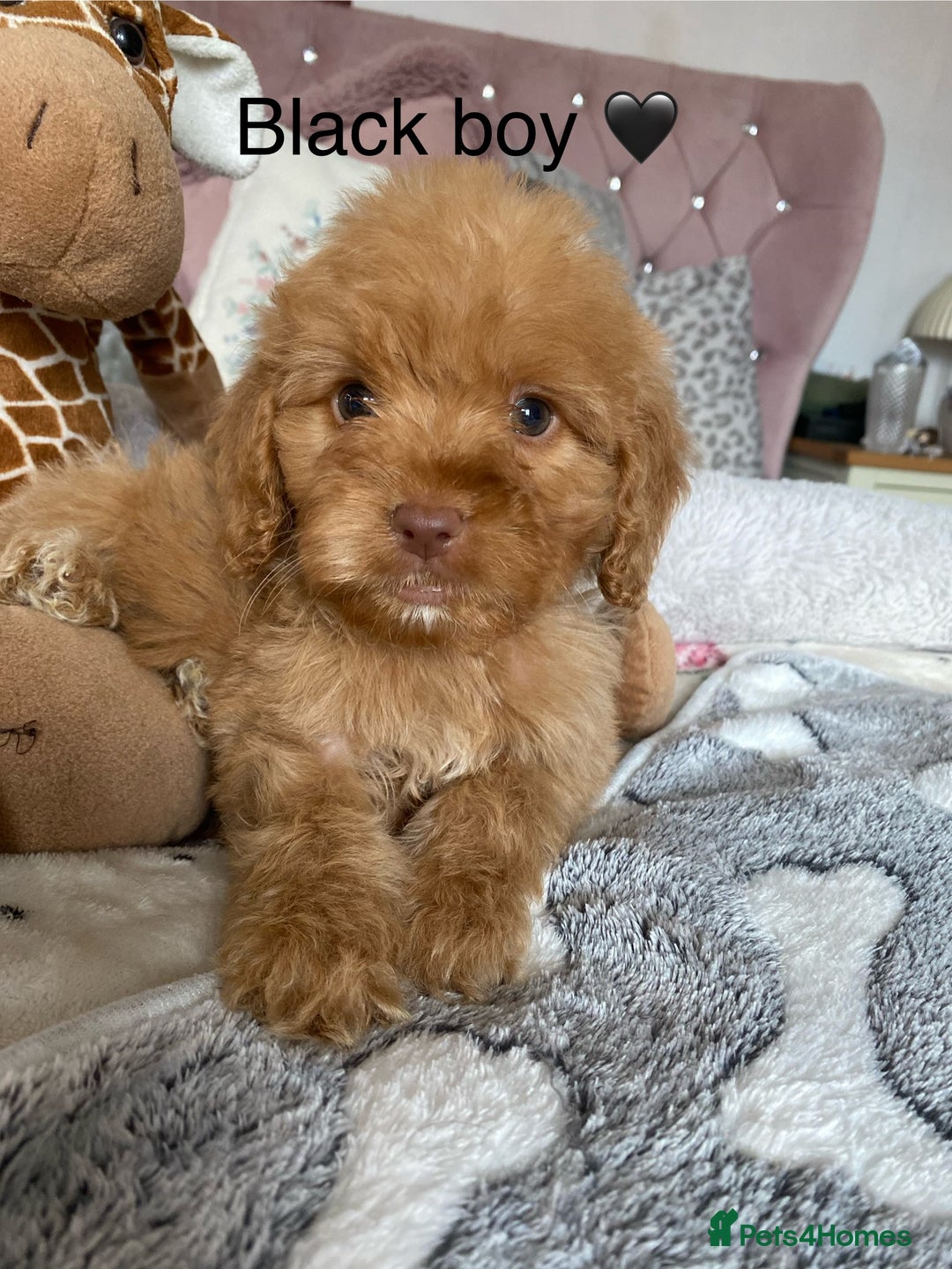 Cockapoo dogs for sale: Cockapoo puppies 💜 - Advert 10