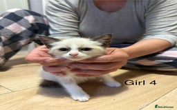 Ragdoll cats for sale: Ragdoll cross siamese kittens  - Image 16