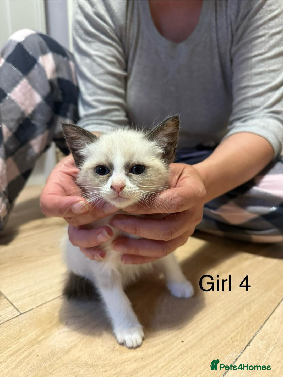 Ragdoll cats for sale: Ragdoll cross siamese kittens  - Image 16
