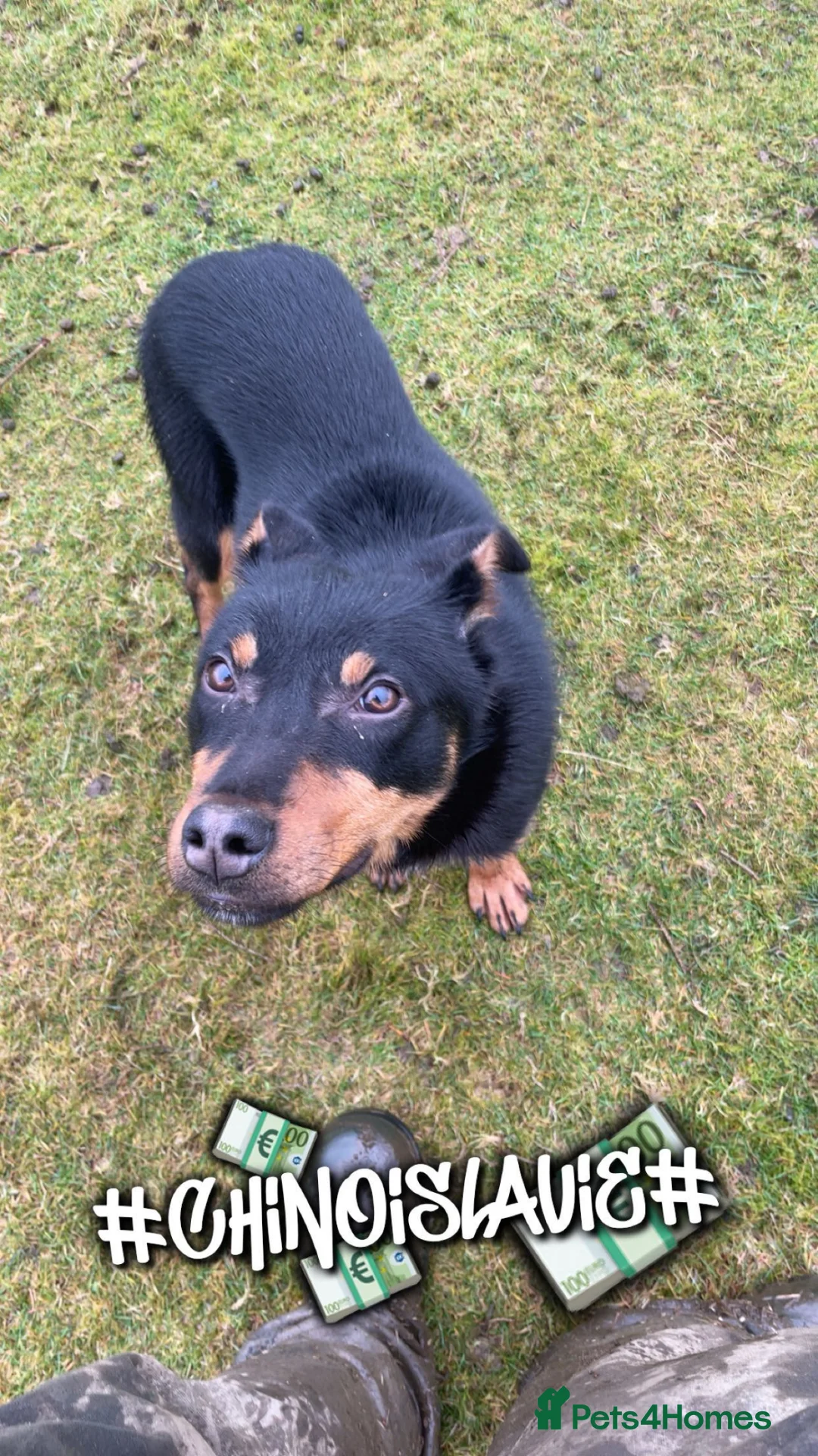 Australian Kelpie dogs for sale: KELPIE DOG in Llandrindod Wells - Advert 1