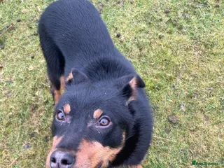 Australian Kelpie dogs KELPIE DOG - Advert 8