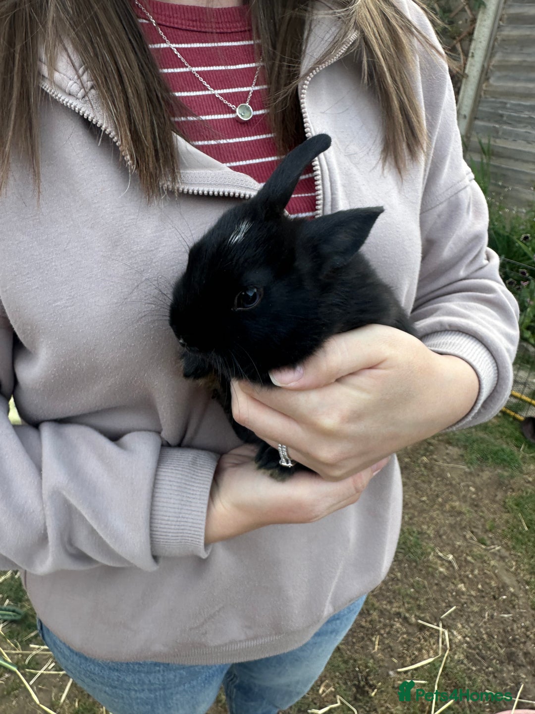 Netherland Dwarf rabbits for sale: Netherland dwarf rabbits  - Image 5