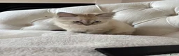 Ragdoll cats for sale: Beautiful kitten available £750 - Advert 4