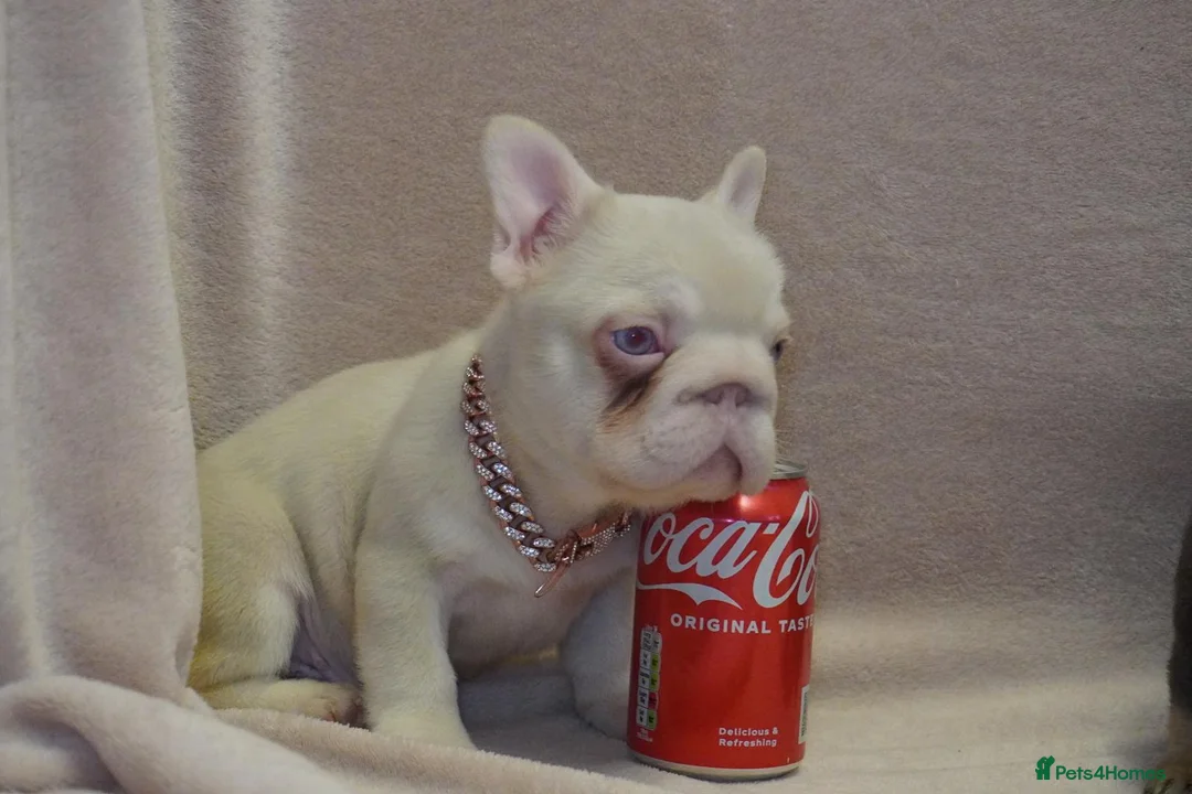 French Bulldog dogs for sale: French bulldog full pink, blue tan pink carrier  - Advert 3