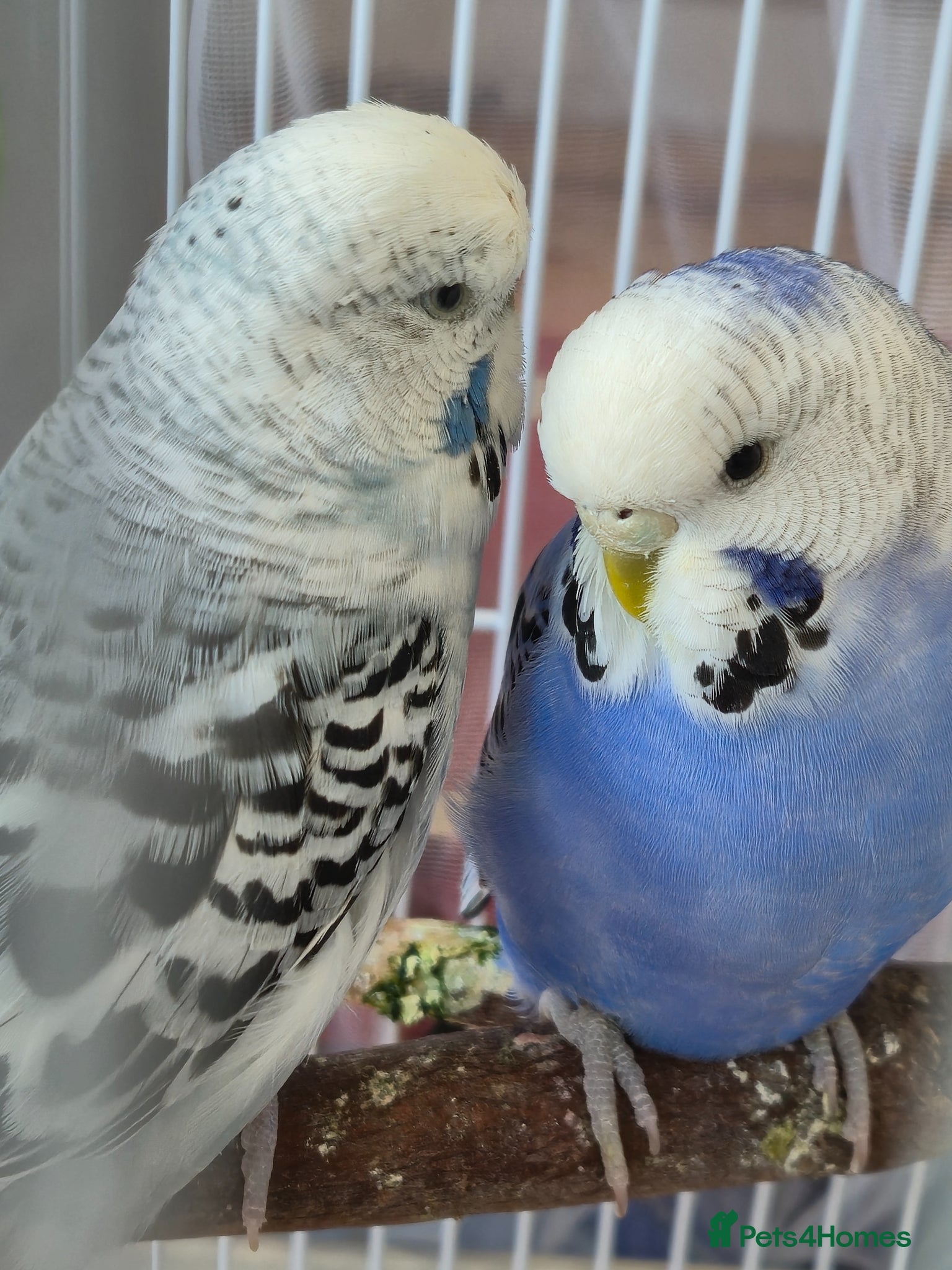 Budgerigars birds Bonded pair - Advert 4