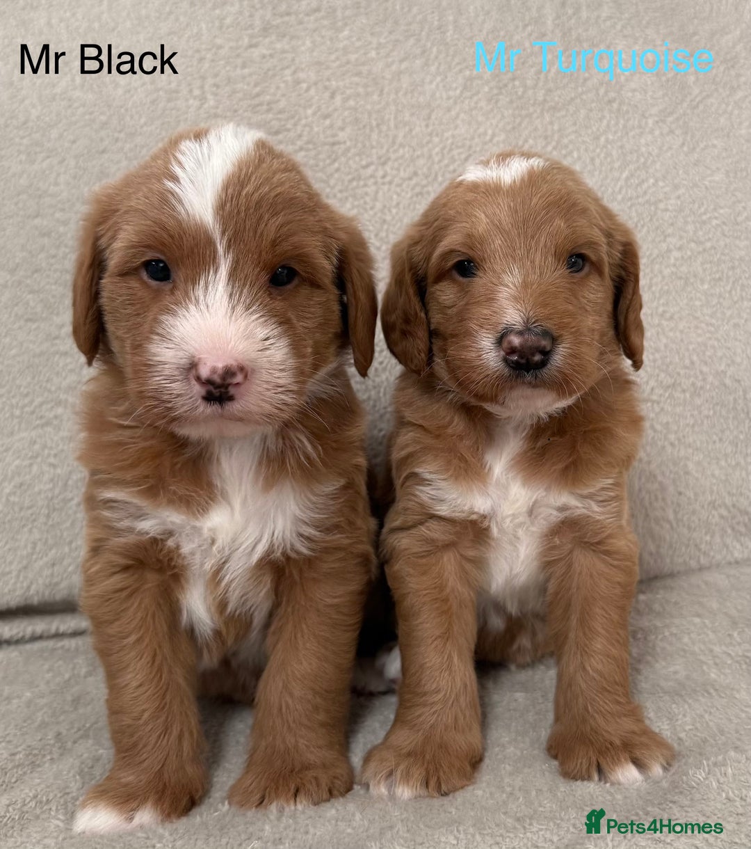 Australian Labradoodle dogs for sale: Australian Labradoodle Pups  - Advert 8